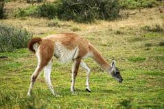 CORRIDA DEL GUANACO: TODO LO QUE HAY QUE SABER PARA QUE NO SE LO GARCHEN A UNO TAMBIEN, SI ANDA POR CHUBUT.