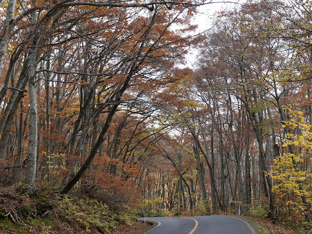 鳥取県道45号倉吉江府溝口線（大山環状道路）の紅葉