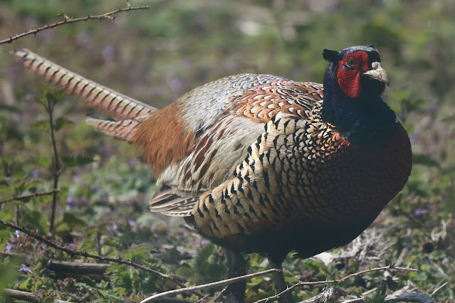 Male pheasant in breeding plumage against grass.