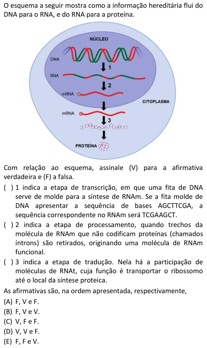 O esquema a seguir mostra como a informação hereditária flui do DNA para o RNA, e do RNA para a proteína