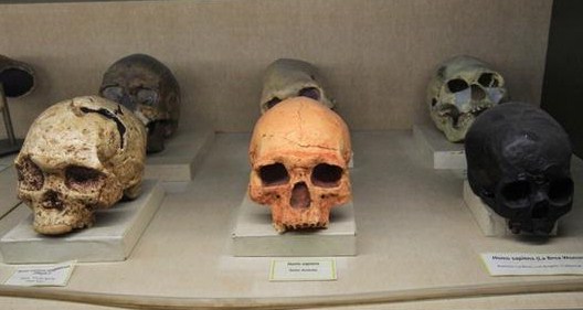 Penemuan Fosil Manusia Purba Di Luar Indonesia