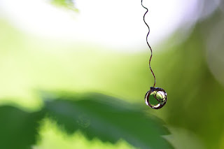 tendril spiral knot coated with water on bokeh background