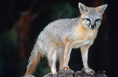 Gray fox facts and information