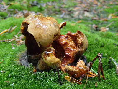 Las Bronaczowa, borowik ceglastopory, Boletus luridiformis