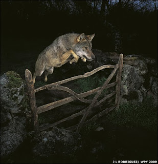 La foto natura più bella dell'anno è un lupo