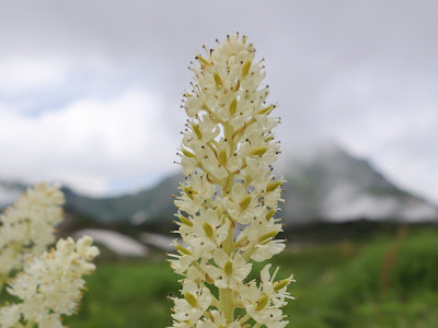 立山 高山植物 282040-高山植物 春 立山