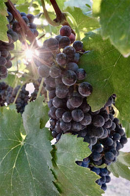 Black Spanish Grapes from Loose Grapes Vineyard