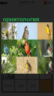 несколько видов птиц для изучения орнитология