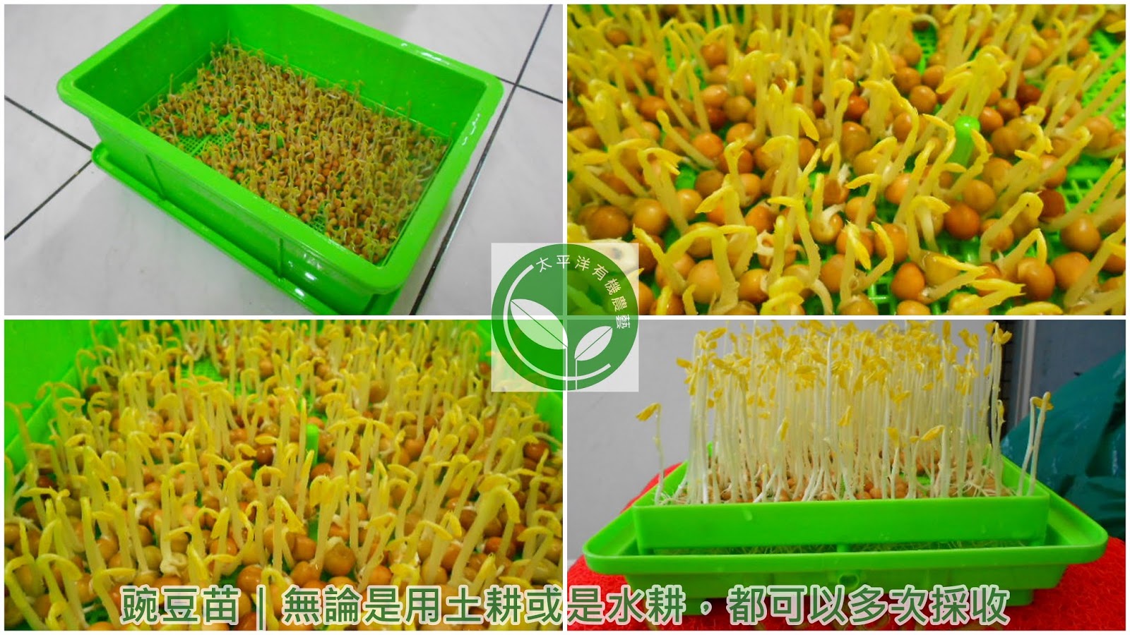 豌豆何時種 豌豆苗 無論是用土耕或是水耕 都可以多次採收 芽菜自己在家簡單種 有機無毒自己來把關 痞客邦