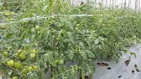 jual benih, tomat, servo panah merah, jarak tanam tomat, toko pertanian, toko online, lmga agro