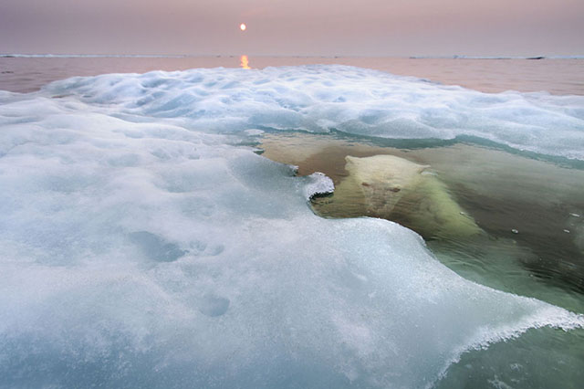 Para ver esta imagen de Oso Polar en Canada 