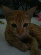 My Cat