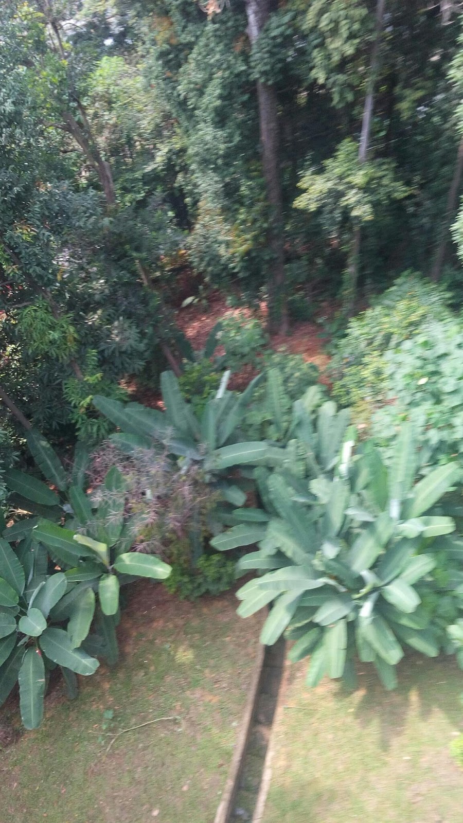 Asam Garam Kehidupan: Jom ke hutan simpan Bukit Nanas.