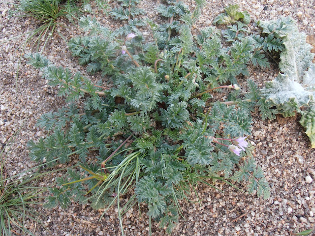 Planta de LOS ALFILERES DE PASTOR (Erodium cicutarium)