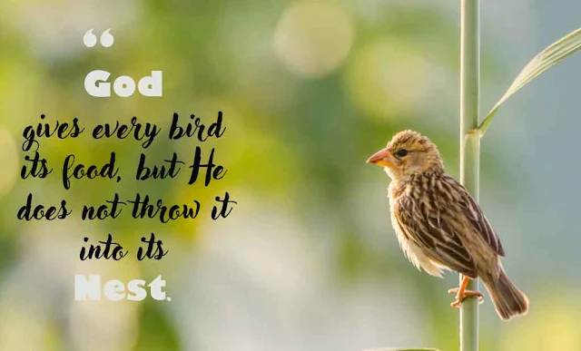 Inspirational bird quotes