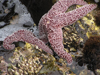 starfish