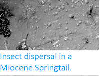 https://sciencythoughts.blogspot.com/2013/01/insect-dispersal-in-miocene-springtail.html