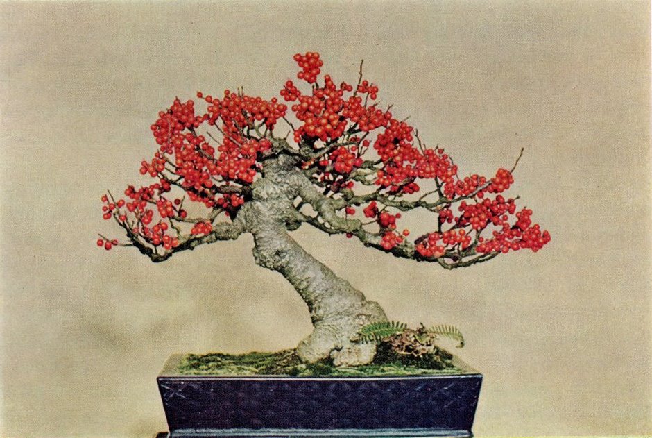 Miniature trees 1957