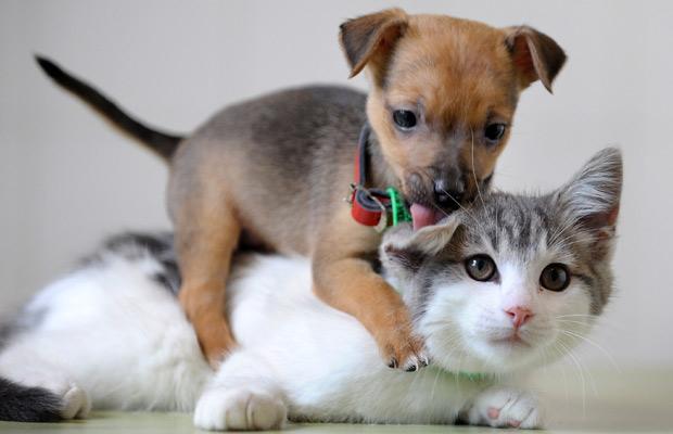 pictures of cute puppies and kittens. cute puppies and kittens