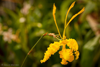 Psychopsis sanderae care and culture