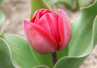 hinh nen hoa tulip