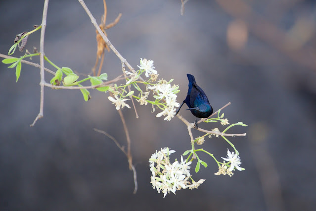 Purple Sunbird (छोटा शक्कर खोरा) - Cinnyris asiaticus - Ashutosh Jhureley