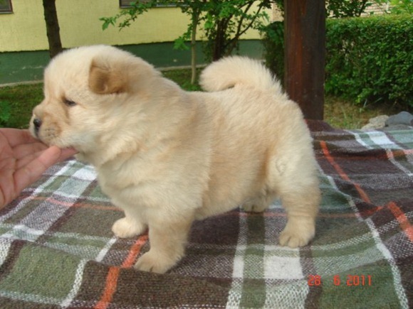 Cutest puppies ever 07