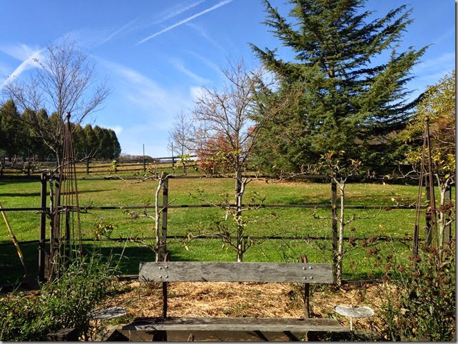 garden (31)