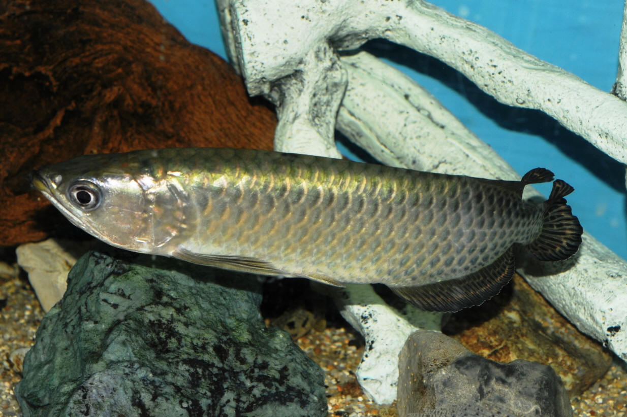 Arowana jardini Scleropages jardini Malioboro