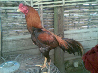 Cara Budidaya Ayam Bangkok Aduan