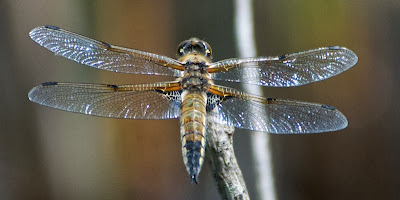 Four-spotted Skimmer (Libellula quadrimaculata)