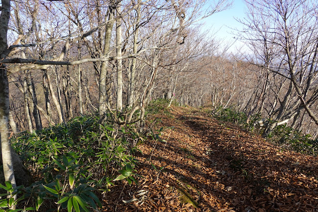 岡山県真庭市蒜山上福田 擬宝珠山登山道