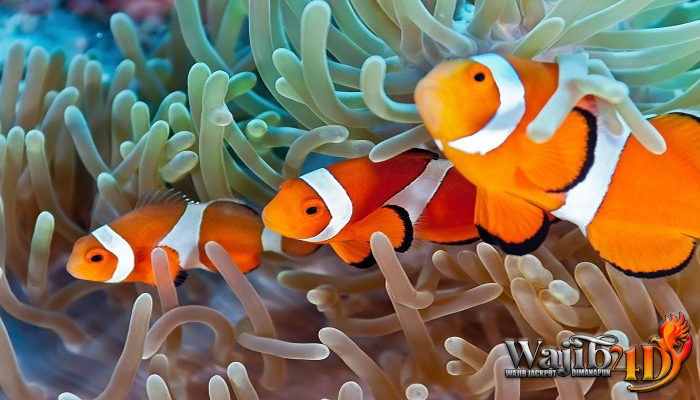 Mengenal Lebih Dalam Tentang Ikan Nemo