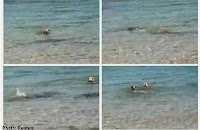 YouTube điên đảo vì clip chó bơi ra biển... cắn cá mập  | hay88.com