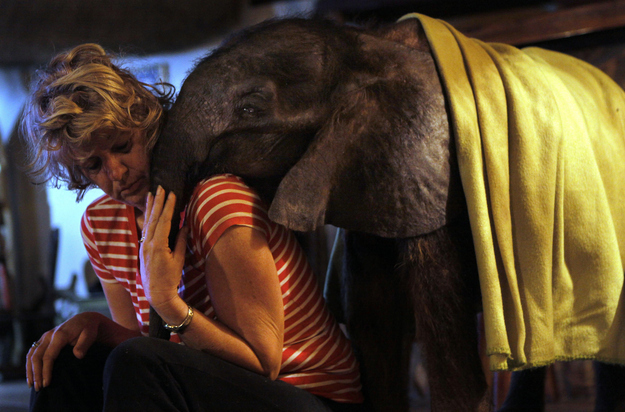 An orphaned baby elephant being raised by humans after his parents was killed by poachers, baby elephant pictures, orphaned animals