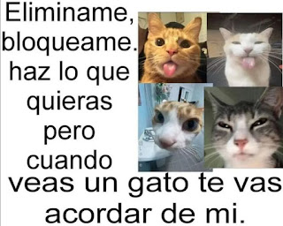 Humor de Facebook : cuando veas un gato te vas a acordar de mi