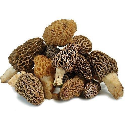 Gucchi mushroom price per kg | Morchella mushroom price | Morel mushrooms | Mushroom price | Mushroom price per kg