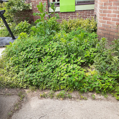 Riverdale Front Garden Cleanup Before by Paul Jung--a Toronto Small Gardening Company