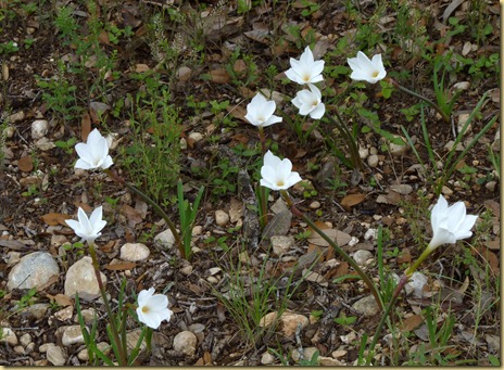 2012-05-12 - TX, Kerrville - Texas Rain Lilies 2012-05-12 - TX, Kerrville - Texas Rain Lilies