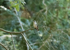 Ruby-throated Hummingbird - Hartwick Pines, Michigan, USA