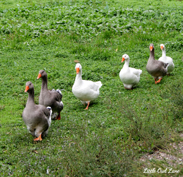 Salzburg Animal Photo by Lady Lucas