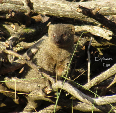 Morning mongoose