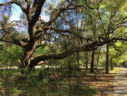 Sprawling Live Oaks