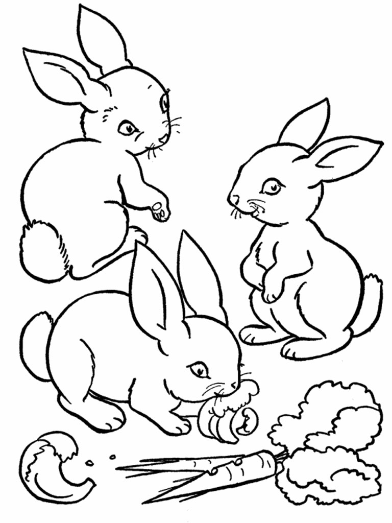 Rabbits Coloring Pages Realistic  Realistic Coloring Pages