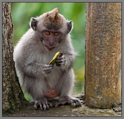 Fotografías de changos, monos, simios y primates