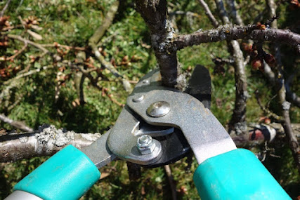 A pair of pruning shears cuts into a branch