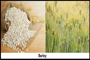 Guide to Growing Barley