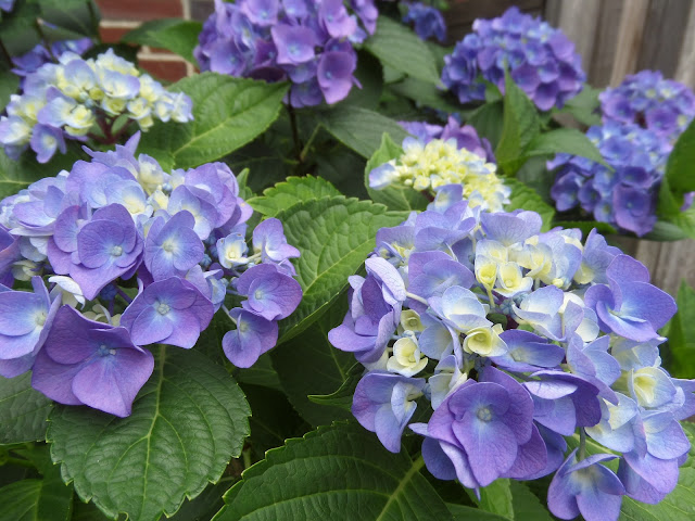 blue hydrangea