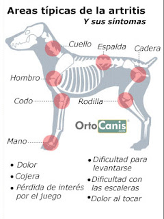 La artritis del perro comúnmente ocurre en razas grandes de perros y perros mayores.