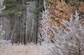 a hoarfrost covered fairy forest